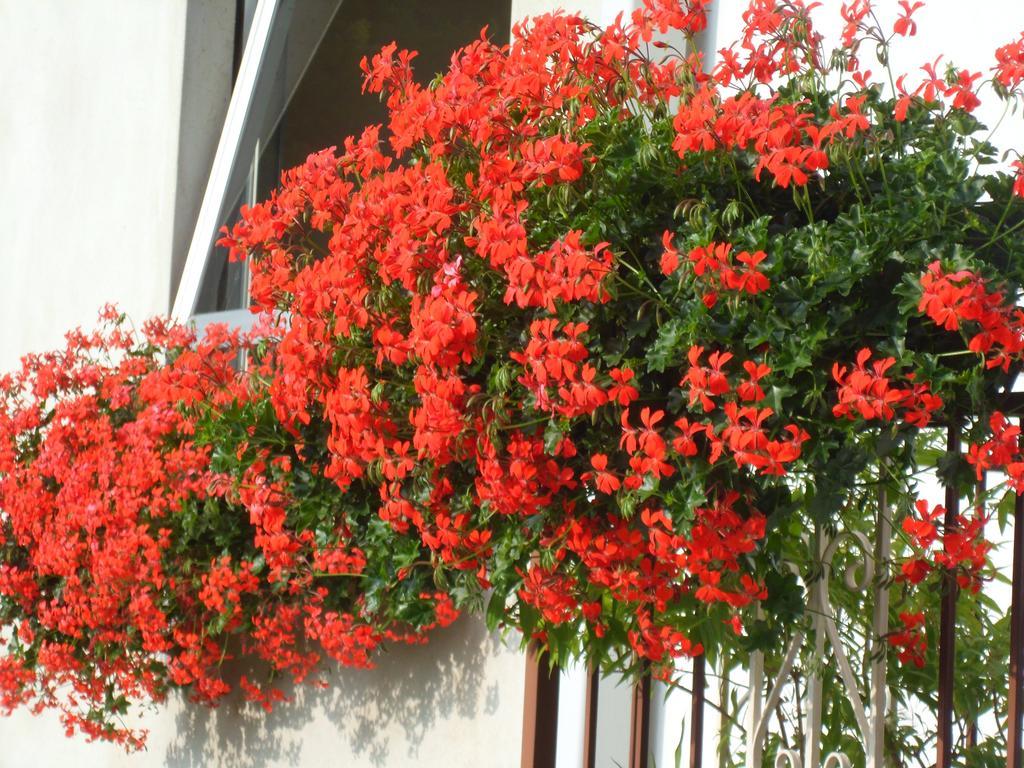 Albergo Ristorante Regina Bognanco エクステリア 写真